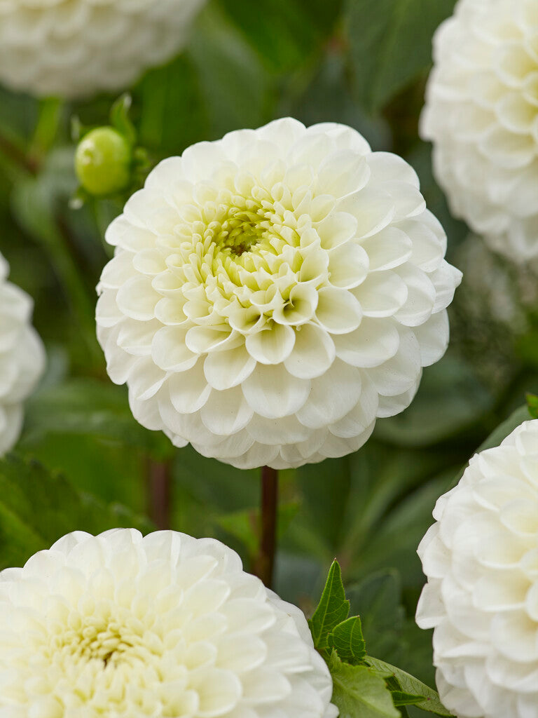 Dahlia Ball Kona 1-pakning NYHET